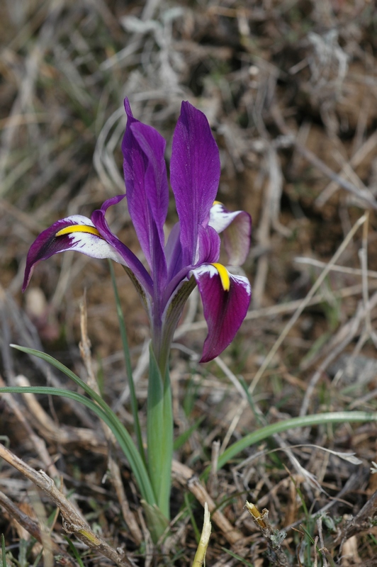 Изображение особи Iridodictyum kolpakowskianum.