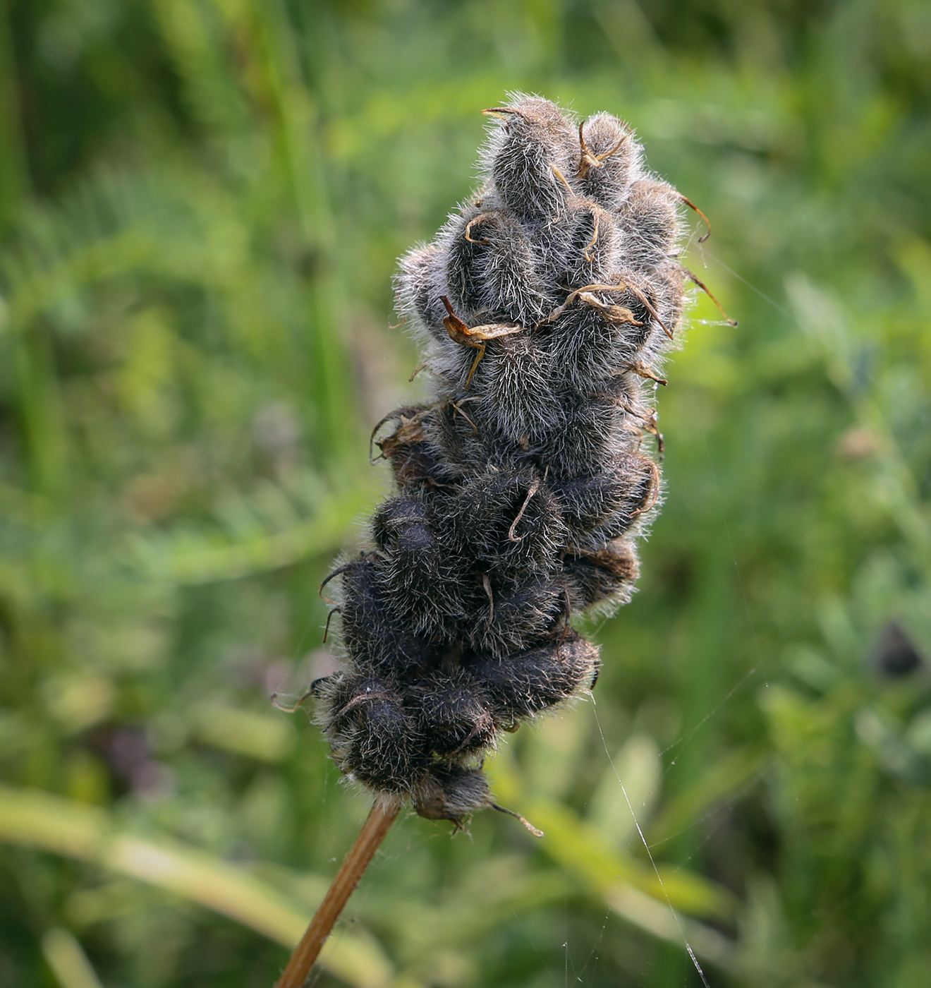 Изображение особи Astragalus cicer.