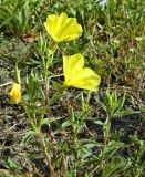 род Oenothera. Верхушка цветущего растения. Испания, Галисия, пров. Понтеведра, г. Кангас, рудеральное. Июль.