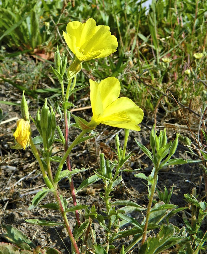 Изображение особи род Oenothera.