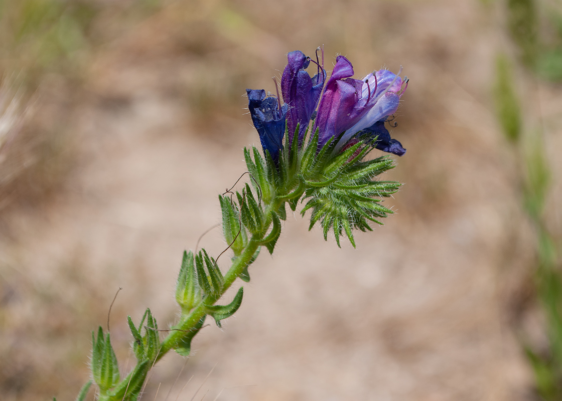 Image of Echium plantagineum specimen.