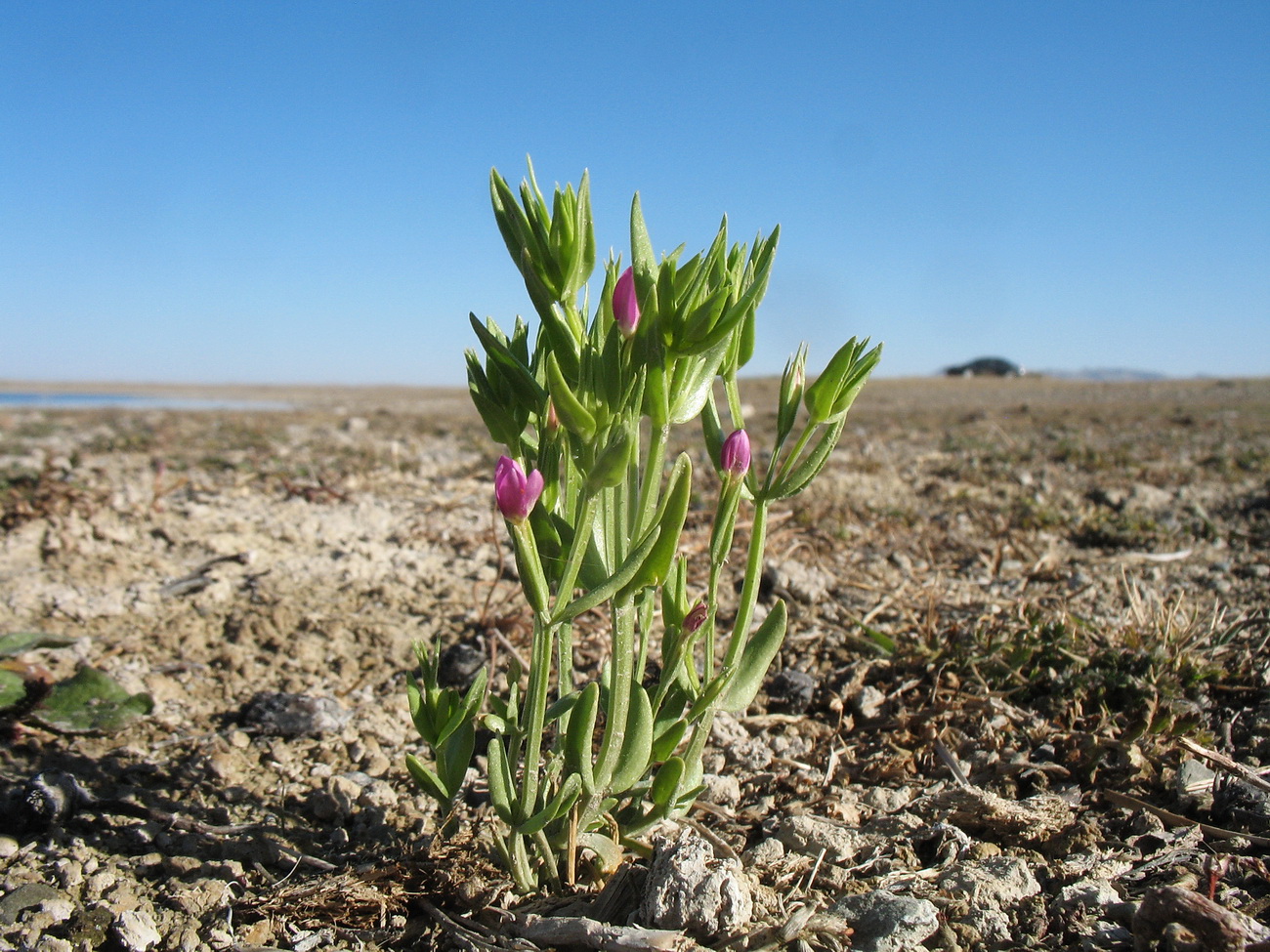 Image of Centaurium pulchellum specimen.