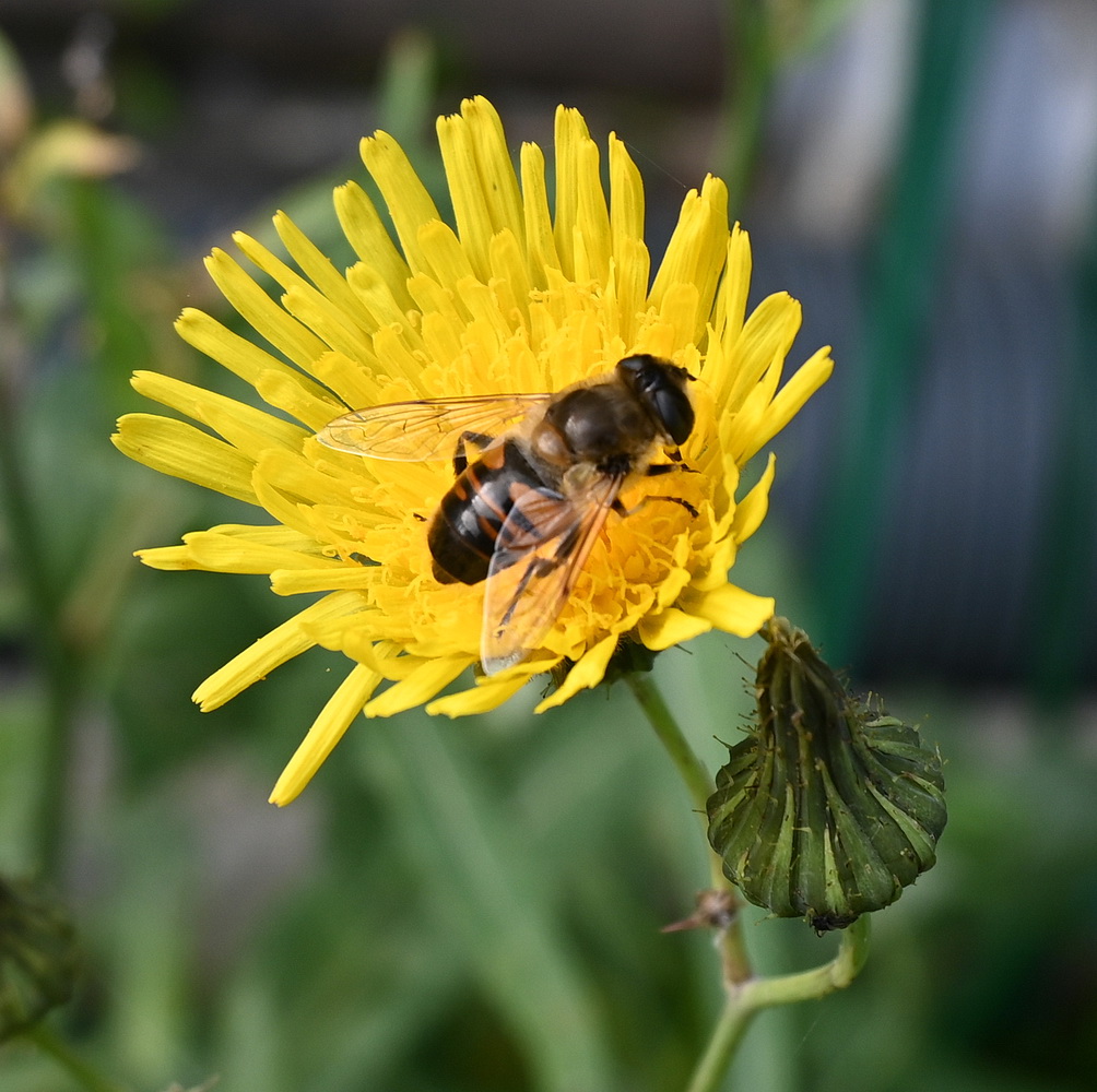 Изображение особи Sonchus arvensis.