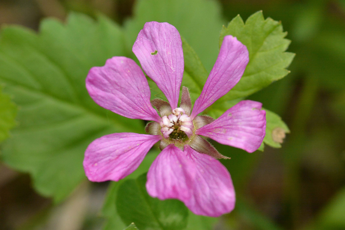 Image of Rubus arcticus specimen.