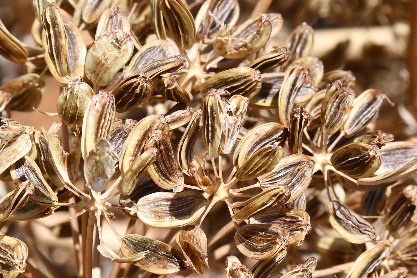 Изображение особи Ferula iliensis.