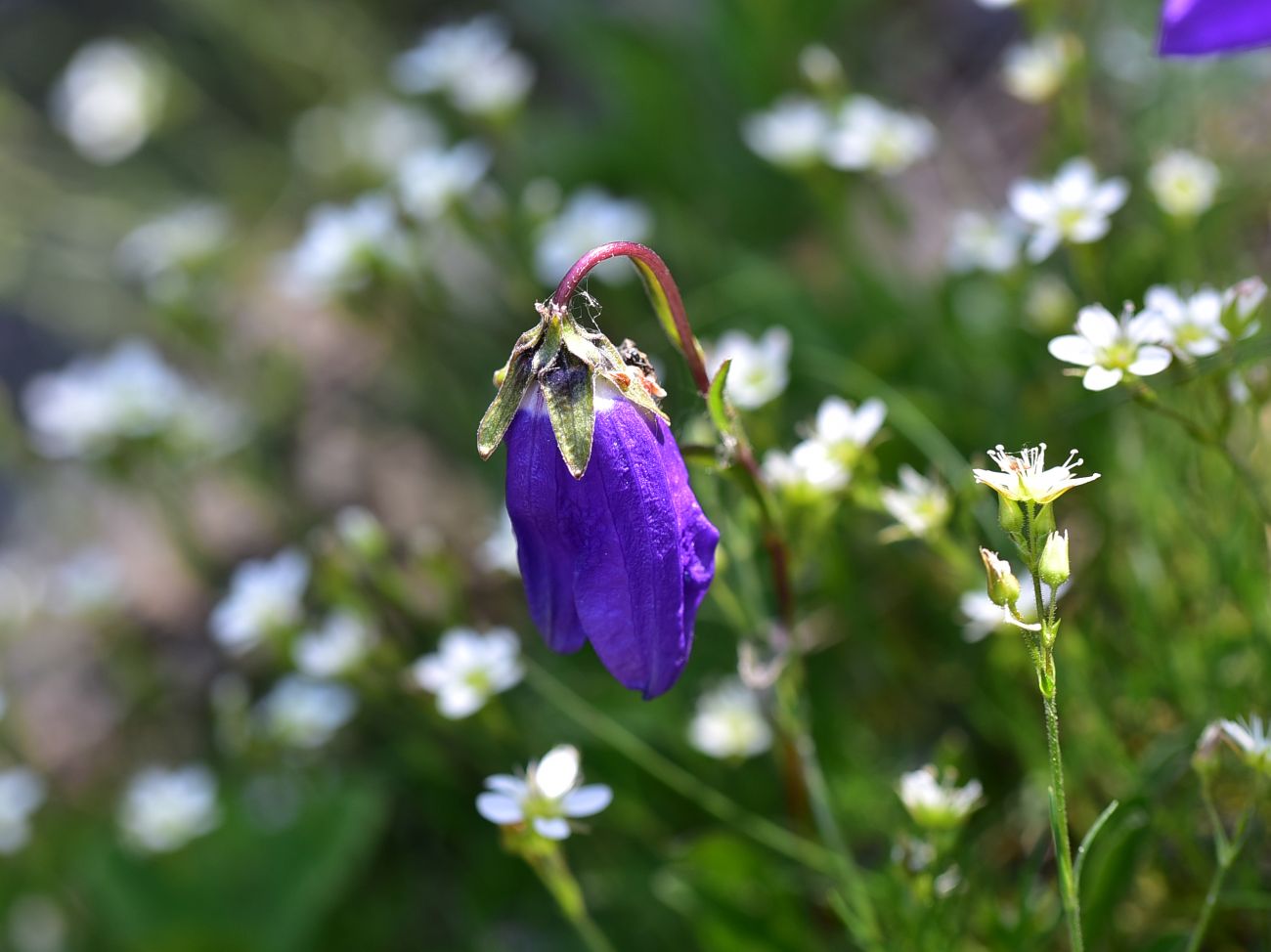 Image of genus Campanula specimen.