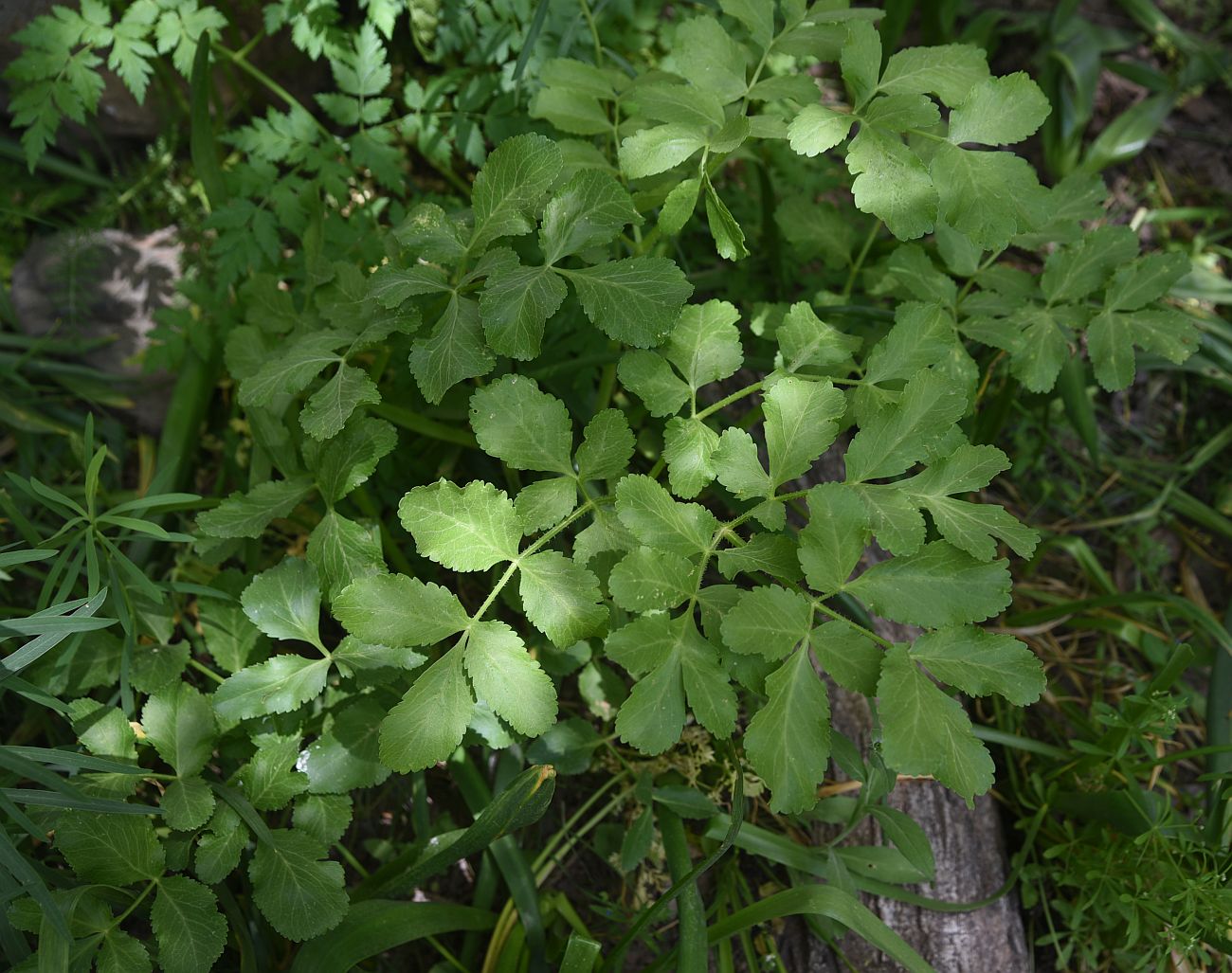 Изображение особи Неопознанный вид.