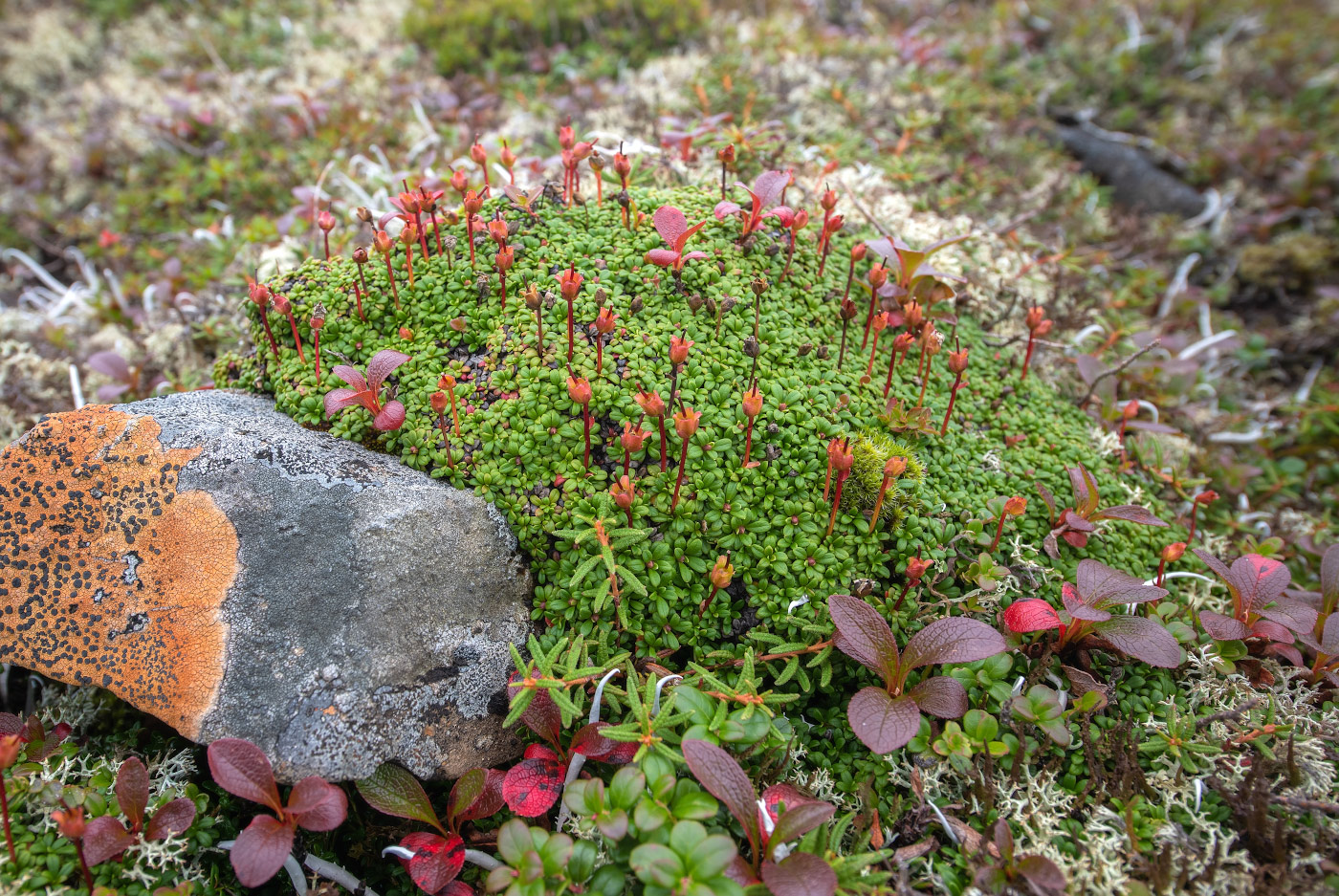 Изображение особи Diapensia obovata.