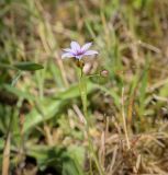 Sisyrinchium rosulatum. Цветущее растение. Абхазия, Гудаутский р-н, окр. с. Лдзаа, разнотравный луг. 08.06.2025.