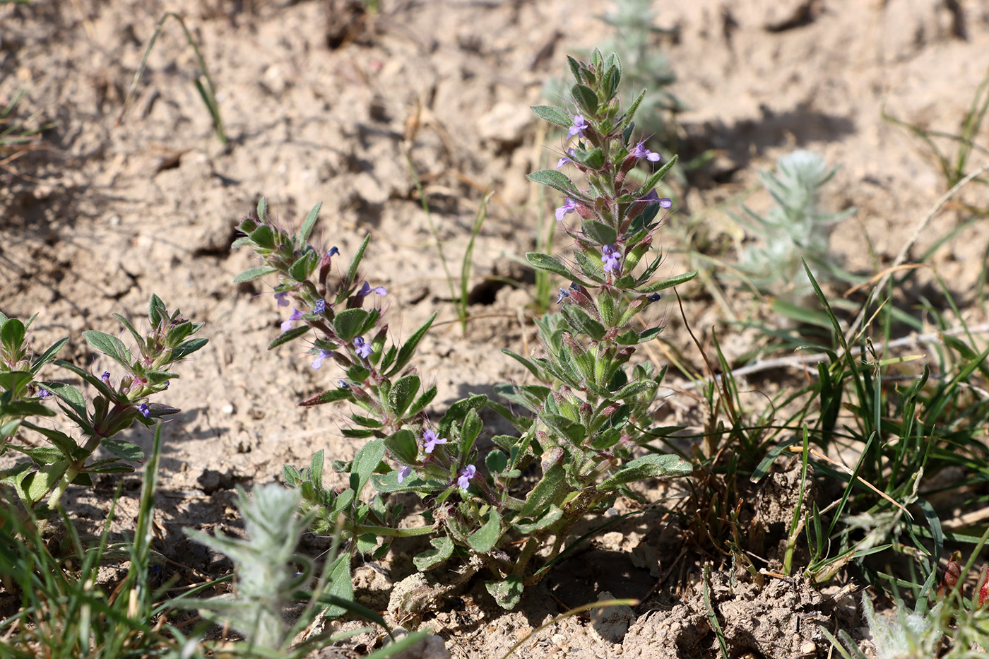 Image of Lallemantia royleana specimen.