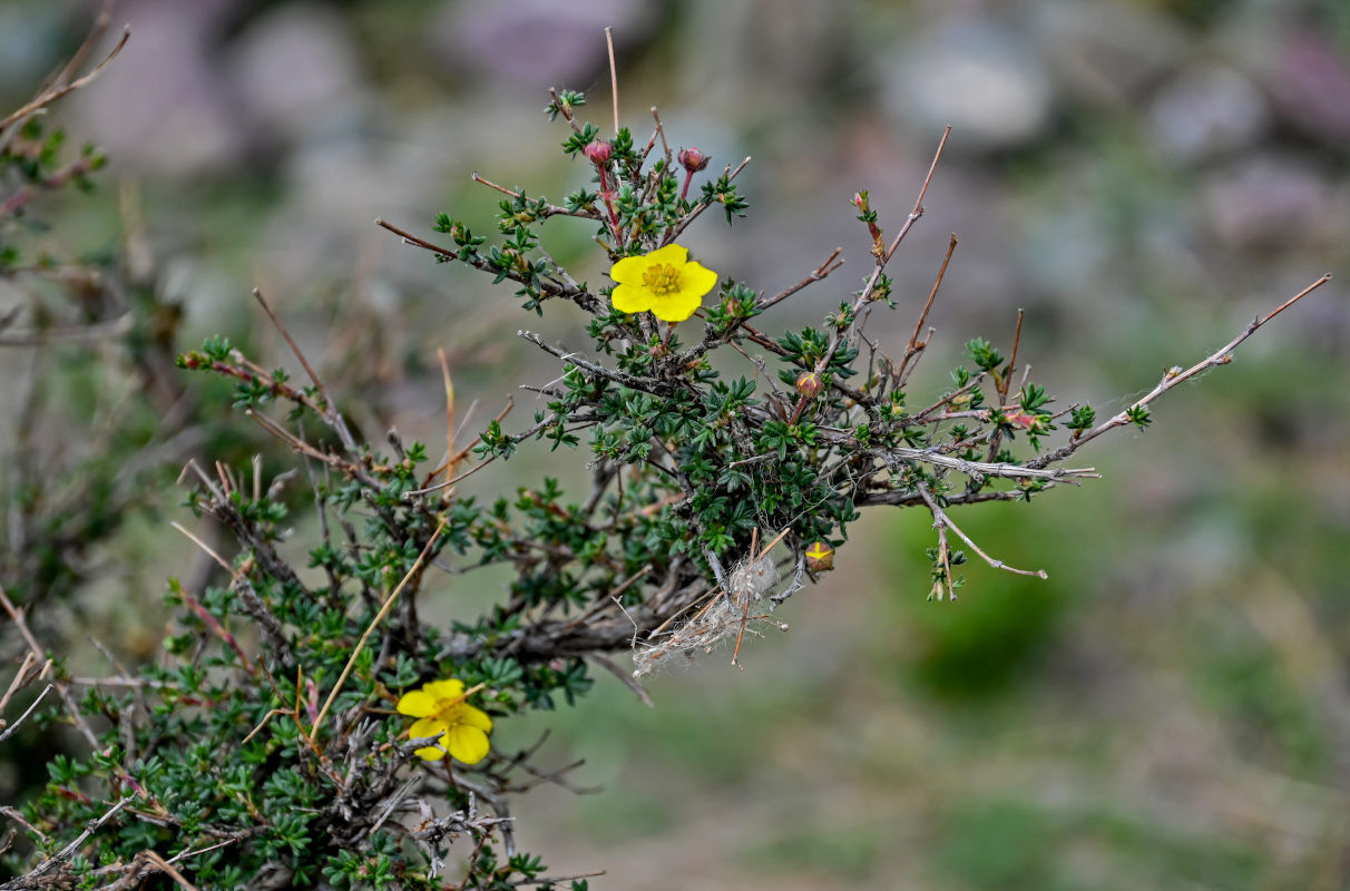 Изображение особи Dasiphora parvifolia.