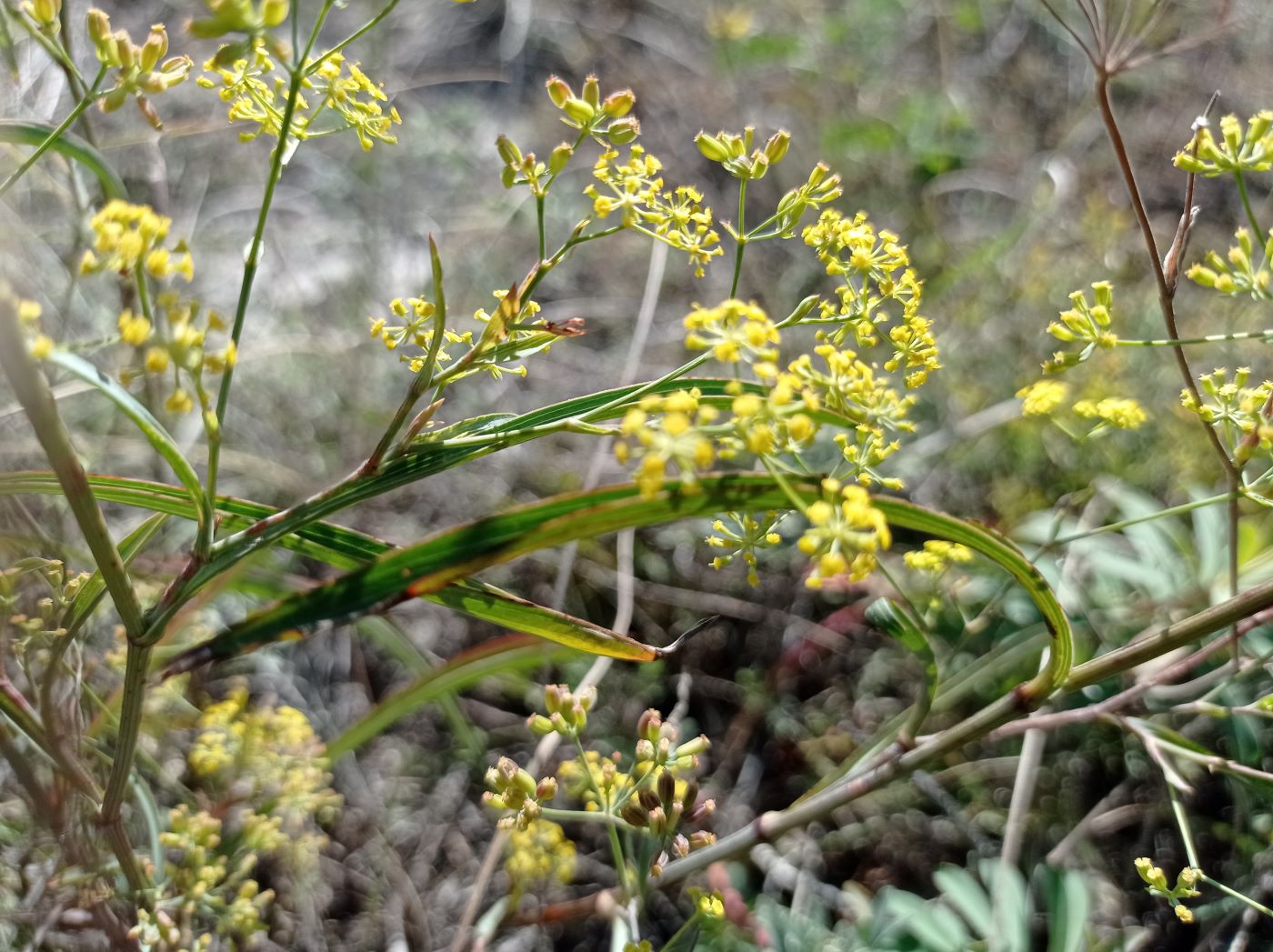 Image of Peucedanum ruthenicum specimen.