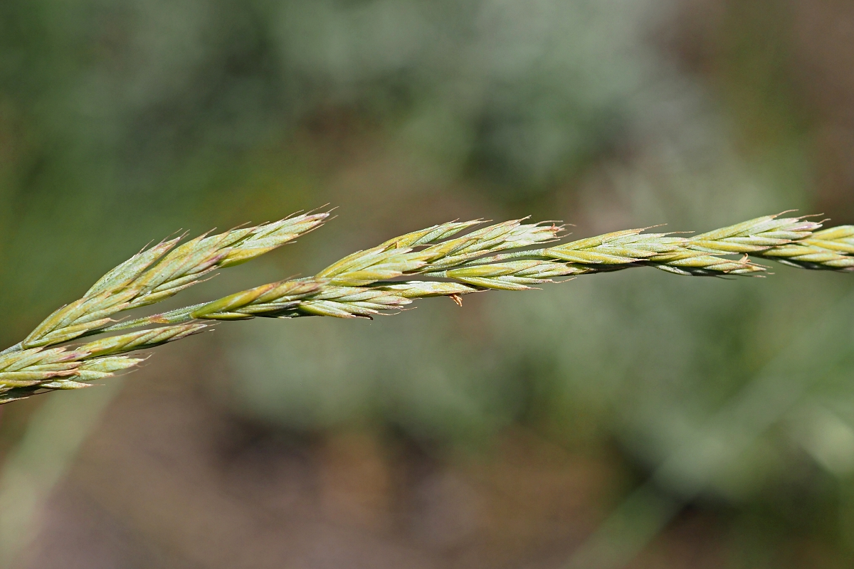 Изображение особи Festuca polesica.