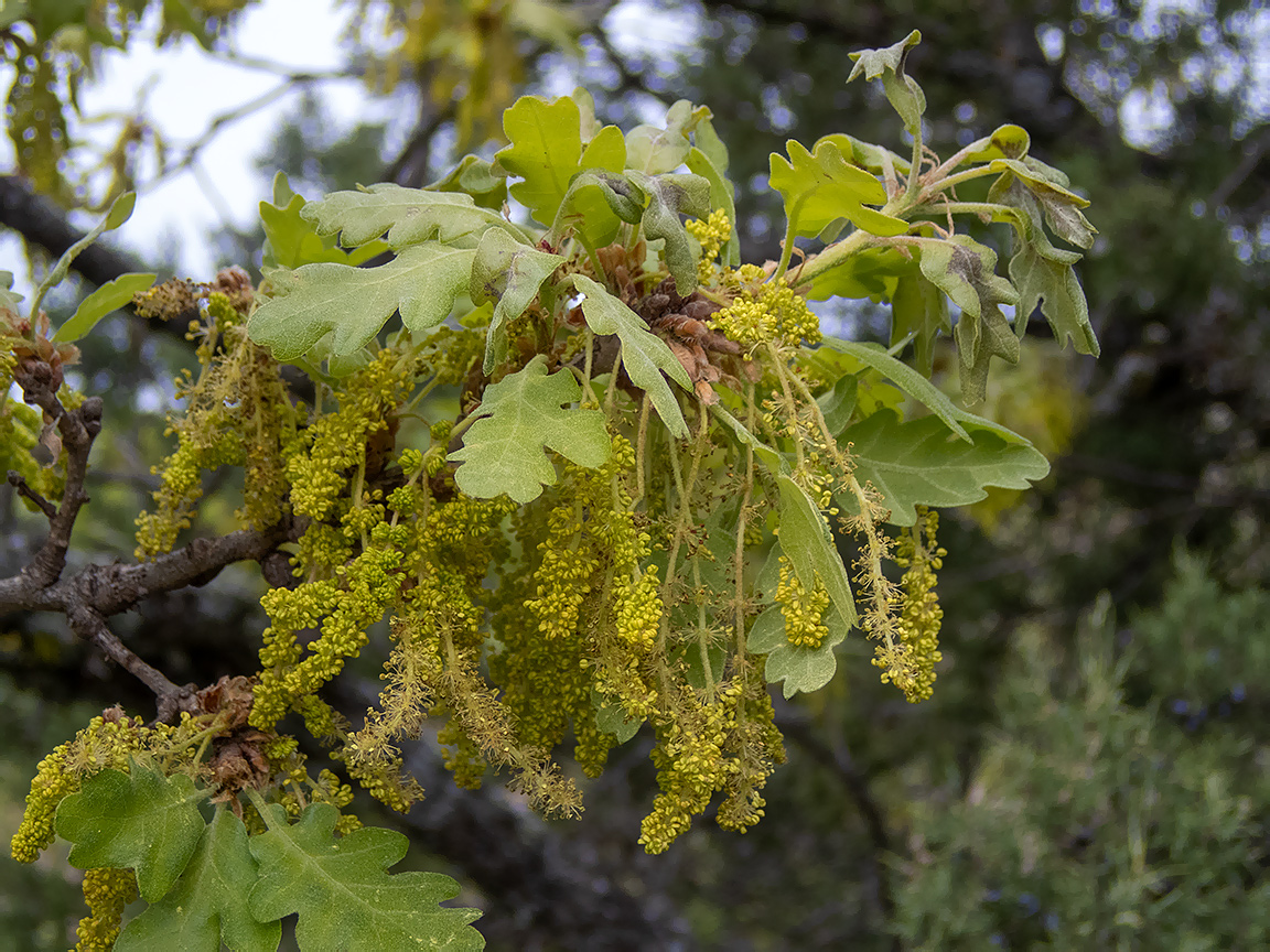 Image of Quercus pubescens specimen.