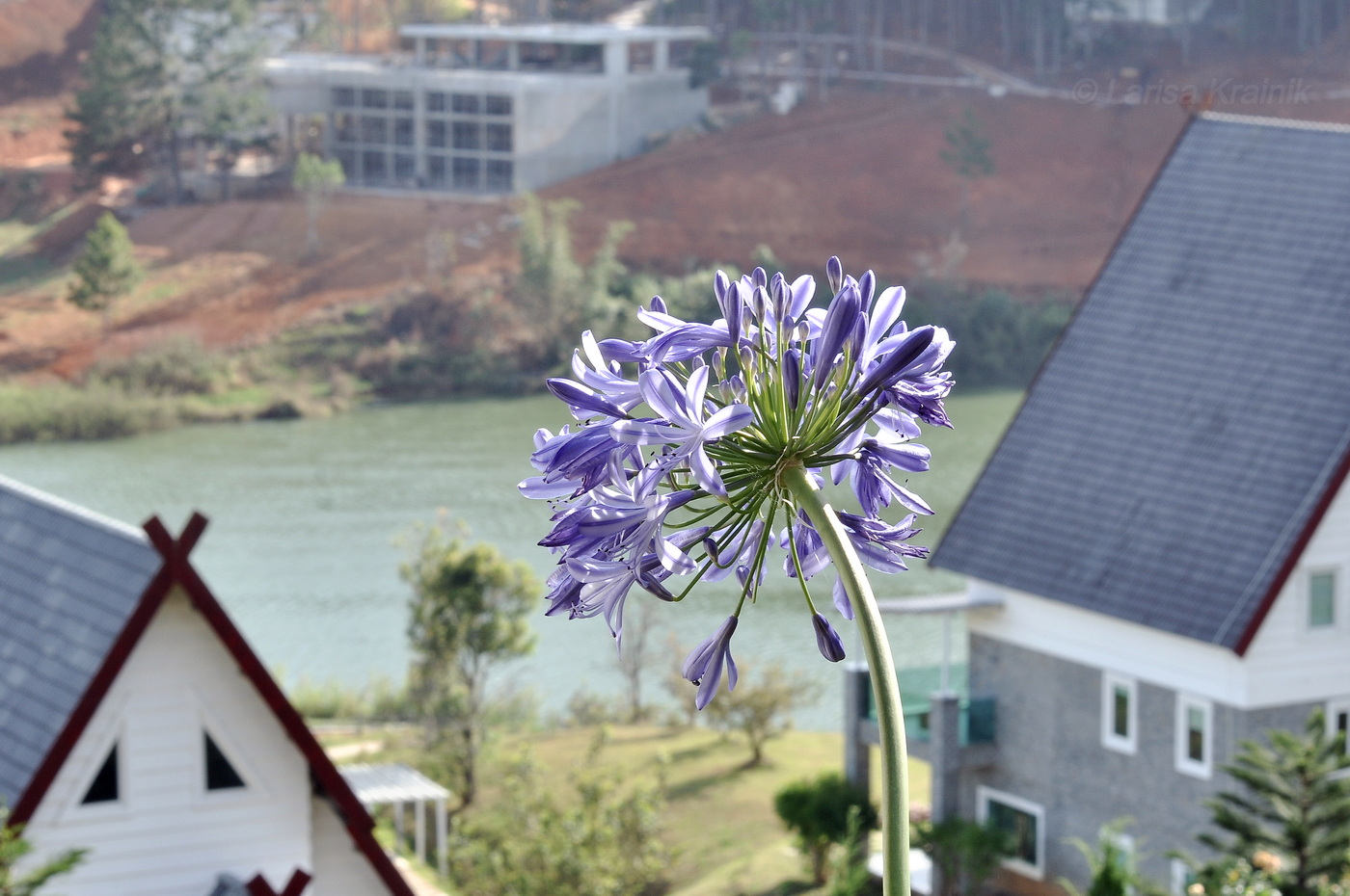 Image of Agapanthus africanus specimen.