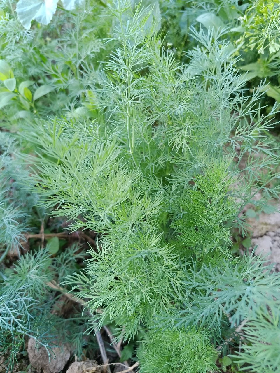 Image of Anethum graveolens specimen.