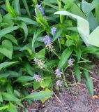 Muscari armeniacum