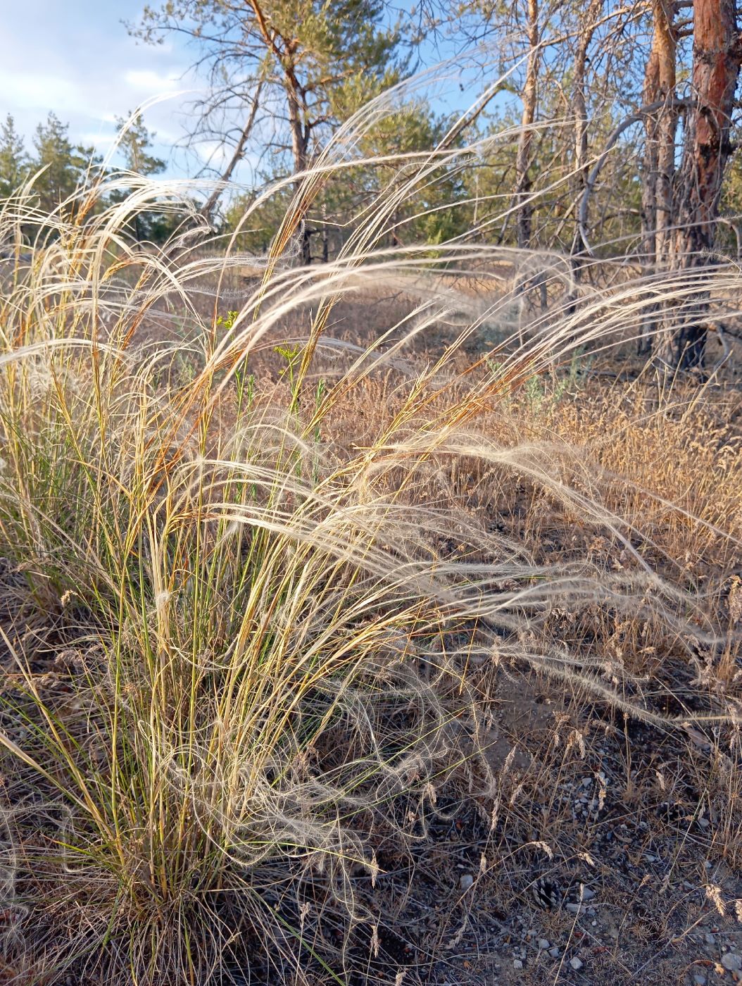 Image of genus Stipa specimen.
