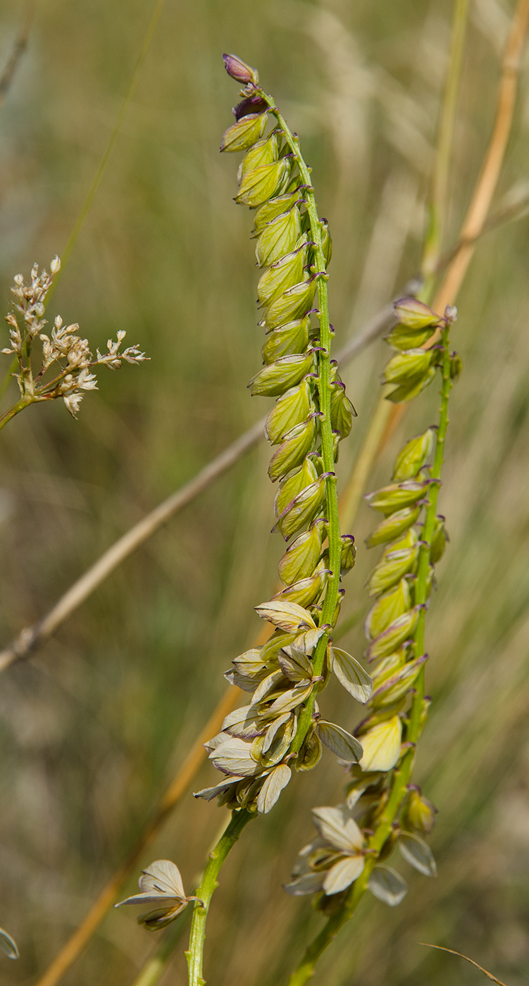 Image of Polygala hybrida specimen.