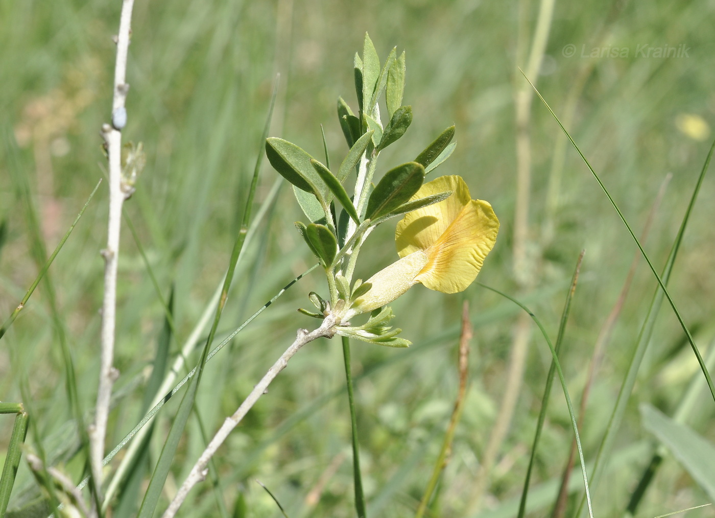Image of genus Chamaecytisus specimen.
