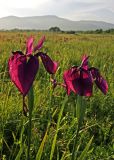 Iris ensata