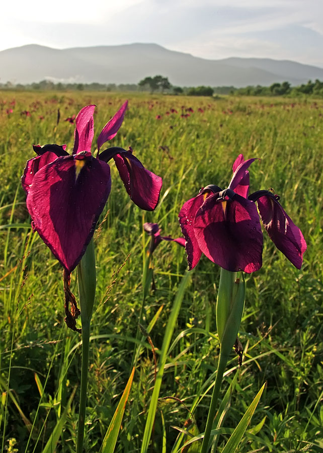 Image of Iris ensata specimen.