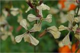 Eruca sativa. Цветки. Московская обл., Раменский р-н, окр. дер. Хрипань, садовый участок. 11.07.2026.