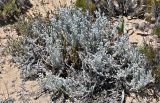 Otanthus maritimus