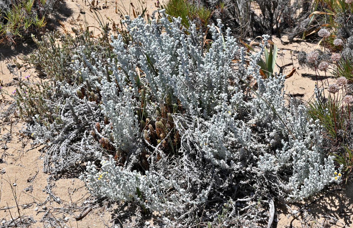 Image of Otanthus maritimus specimen.