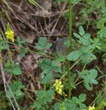 genus Melilotus. Часть веточки с погрызенными листьями. Турция, ил Артвин, дер. Багджилар (Bağcılar), подножие склона. 12 июня 2026 г.