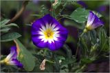 Convolvulus tricolor. Цветок (v.minor Кокарда голубой). Московская обл., Раменский р-н, окр. дер. Хрипань, садовый участок. 14.08.2026.