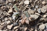 Astragalus leptophysus. Плодоносящее растение. Узбекистан, Джизакская обл., хр. Нуратау, окр. перевала Саурбель, каменисто-щебнистый склон, ок. 1050 м н.у.м. 13.05.2025.