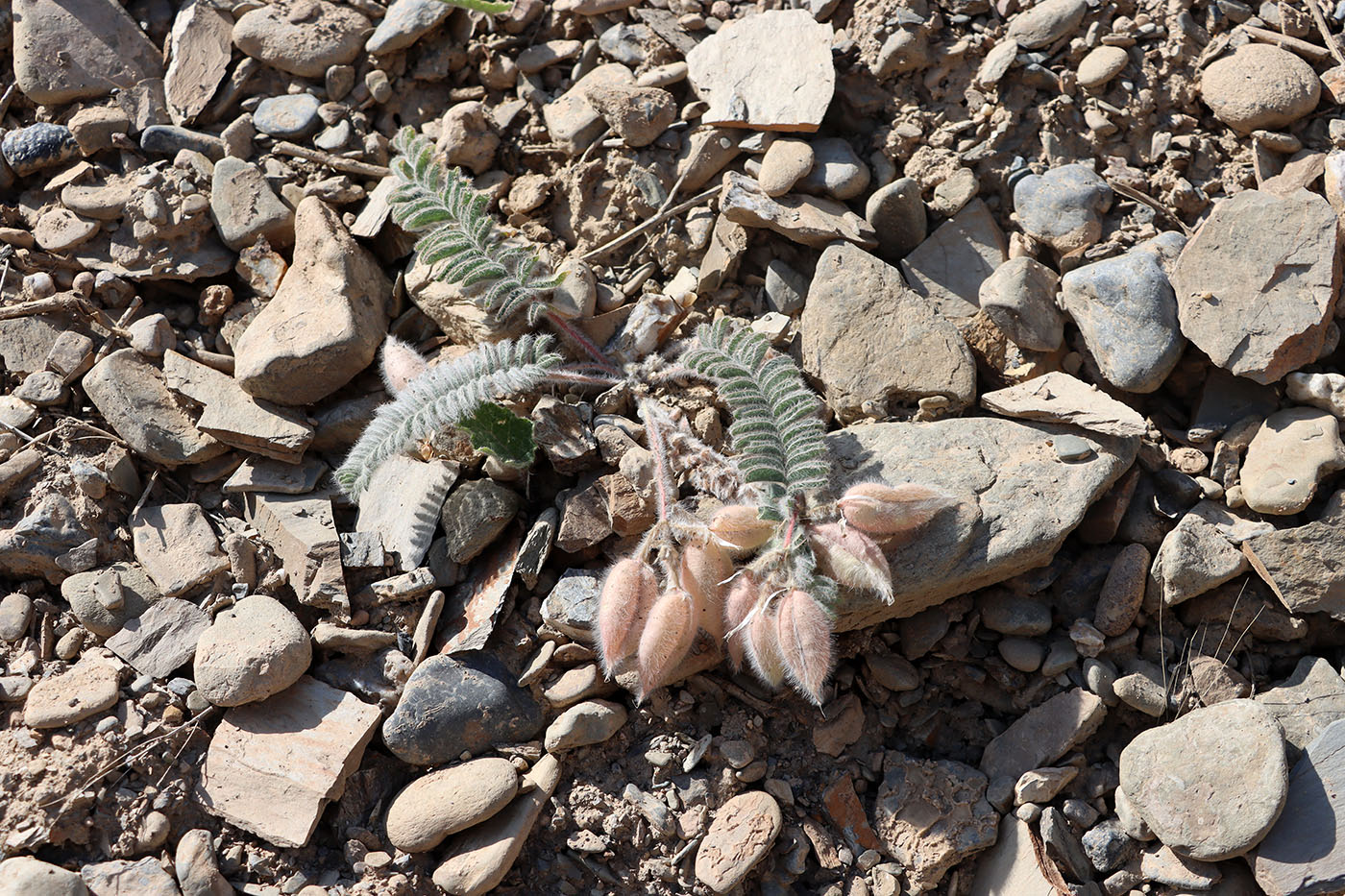 Изображение особи Astragalus leptophysus.