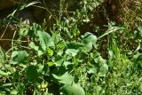 genus Rumex. Часть побега. Турция, ил Артвин, у стены храма Отхта, луг. 13 июня 2026 г.