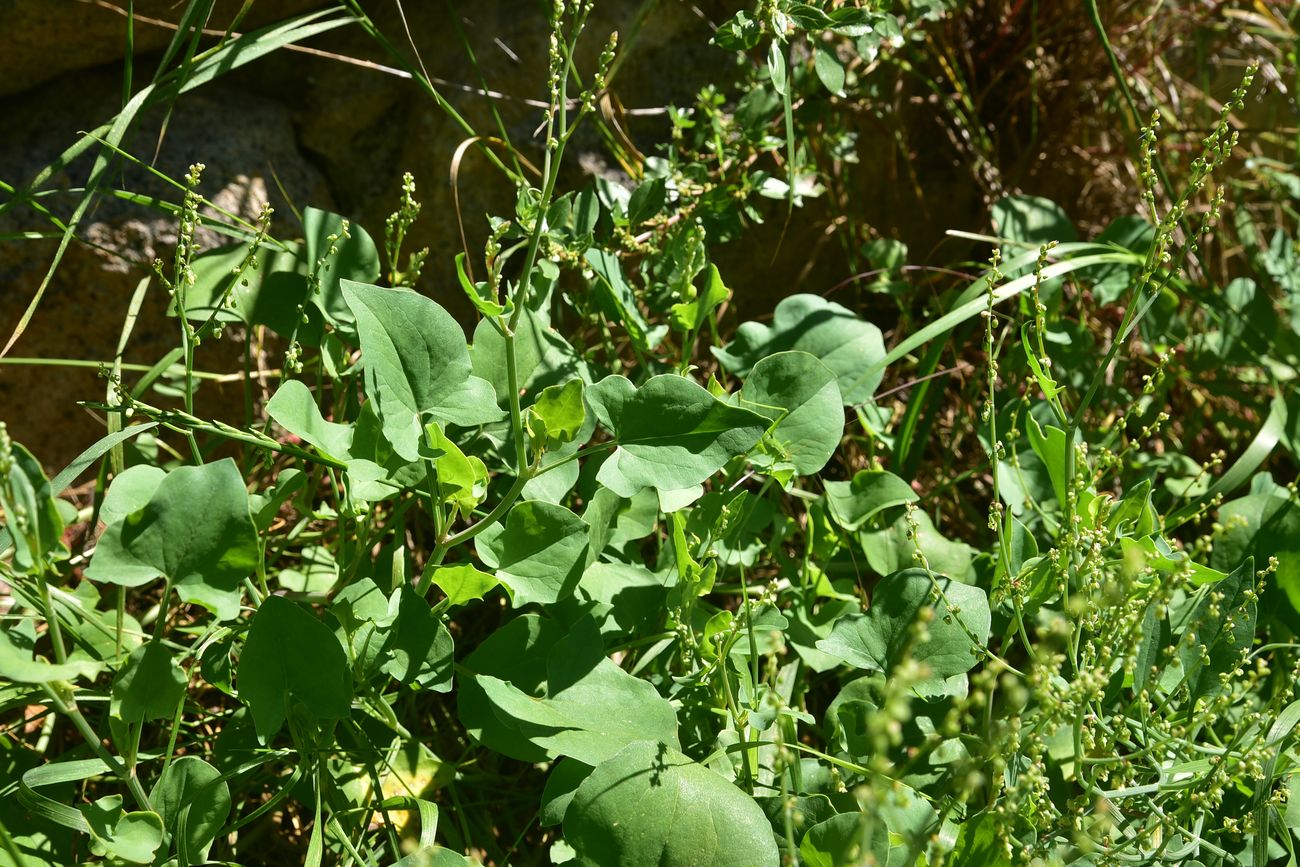 Image of genus Rumex specimen.