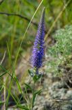 Veronica spicata subspecies bashkiriensis. Верхушка цветущего побега. Башкортостан, Абзелиловский р-н, Ташбулатовский сельсовет, хр. Кыктытау, задернованный каменистый склон. 11 июня 2025 г.