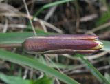 Tulipa uniflora