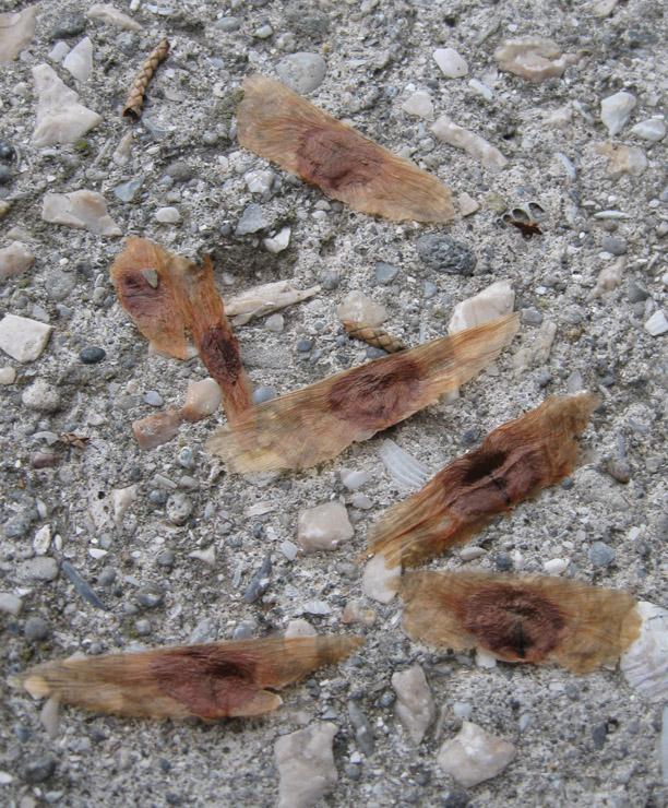 Image of Campsis radicans specimen.