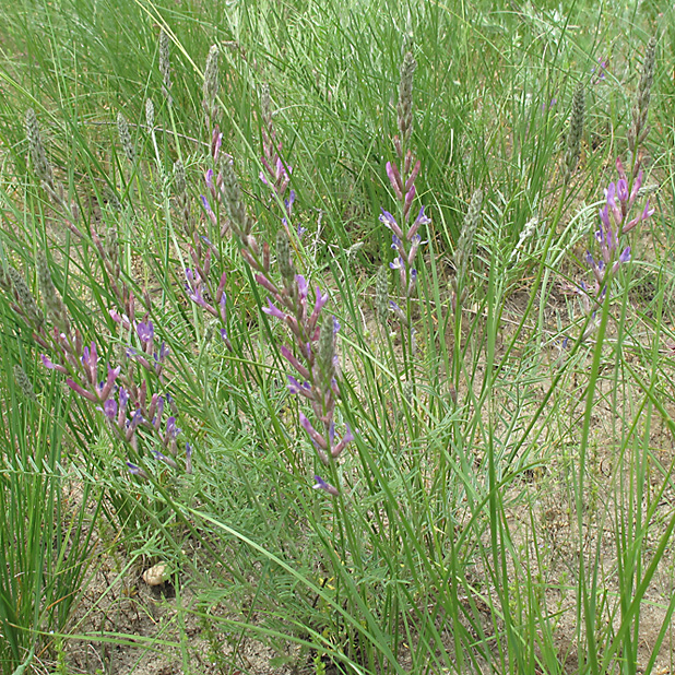 Image of Astragalus varius specimen.