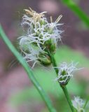 Carex spicata