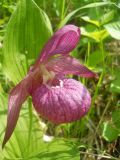 Cypripedium macranthos. Цветок. Новосибирская обл., Искитимский р-н, пгт Линёво, школьный заказник орхидей, берёзовый колок. 8 июня 2011 г.