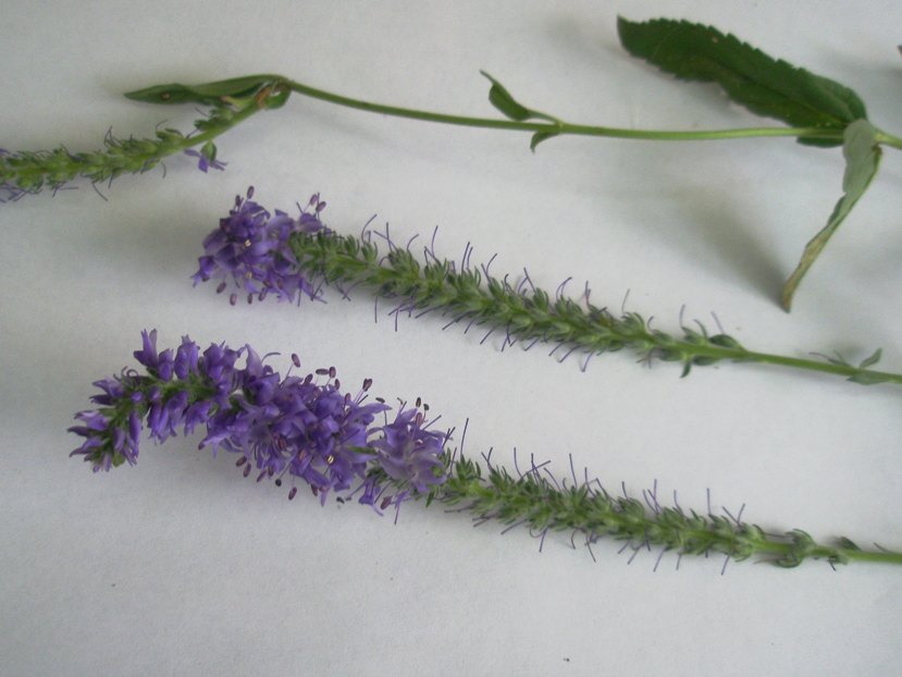 Image of Veronica spicata specimen.