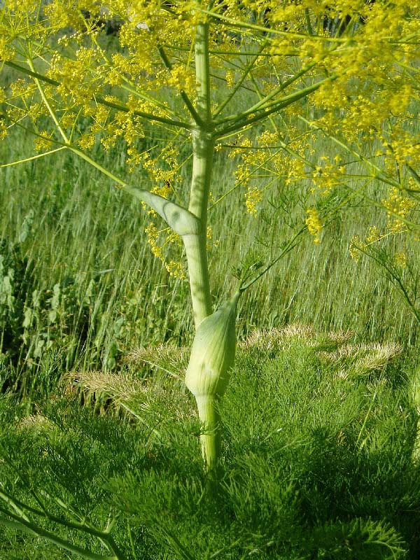 Изображение особи Ferula karatavica.