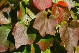 Vitis amurensis. Листья в осенней окраске. Московская обл., Раменский р-н, окр. дер. Хрипань, дачный участок. 21.09.2007.