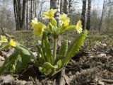 Primula × polyantha