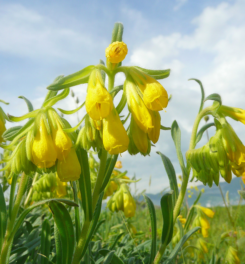 Изображение особи Onosma taurica.