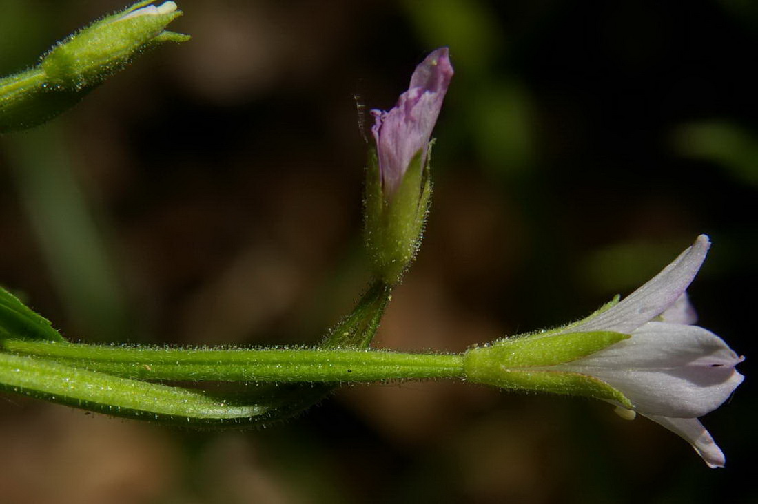 Изображение особи Epilobium consimile.