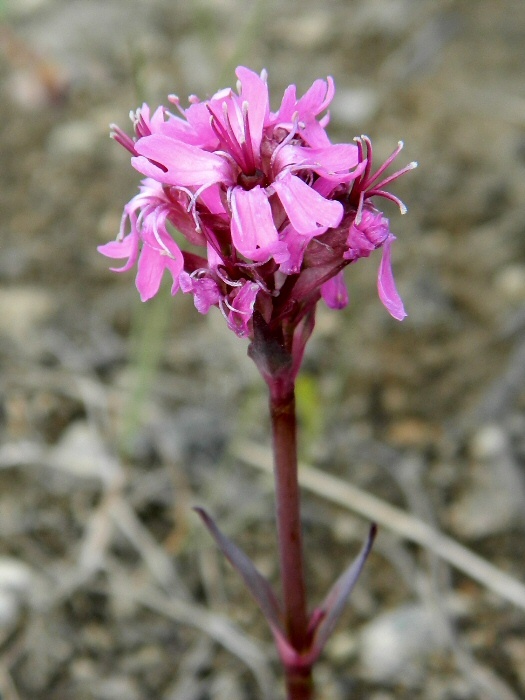 Image of Viscaria alpina specimen.