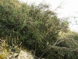 Cotoneaster nummularius. Заросли кустарников на склоне. Копетдаг, Чули. Июнь 2011 г.