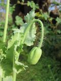 Papaver somniferum. Боковой побег с бутоном. Окраина Томска, свалка. 21.09.2011.